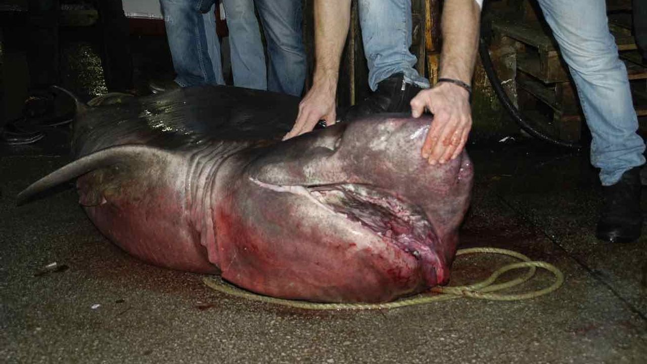 Marmara Denizi'nde 4 metrelik köpek balığı yakalandı