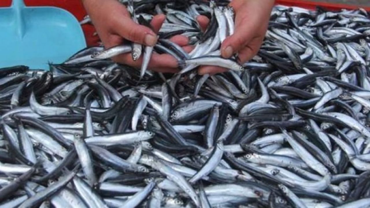Batı Karadenizli balıkçılar, hamsi avcılığını sonlandırdı