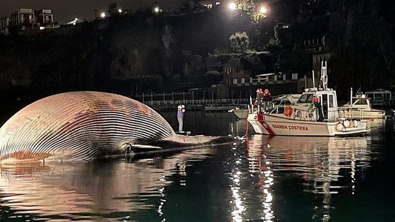 İtalya'da 70 ton ağırlığında ölü balina bulundu!