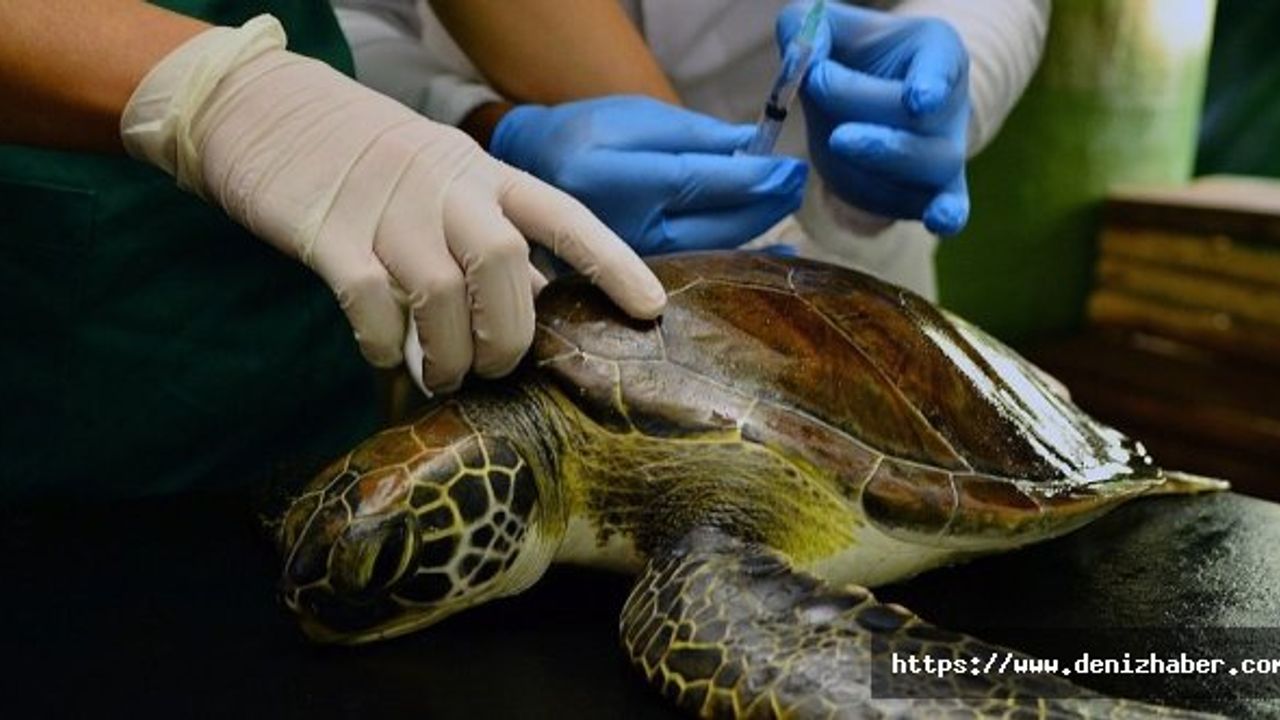 Yaralı yeşil deniz kaplumbağası tedaviye alındı!