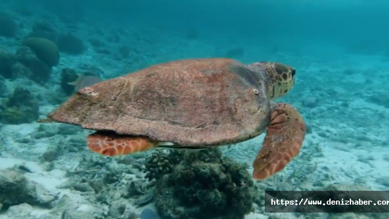 Plastik atık, deniz kaplumbağalarının kaslarında saptandı: İnsanlar da tehlikede!