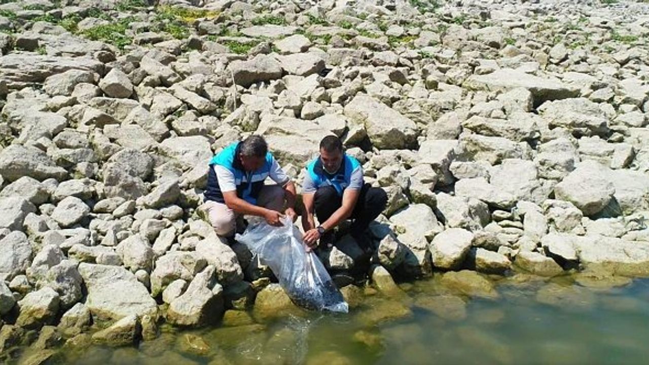 Denizli'de göllere 210 bin adet yavru sazan bırıkıldı!