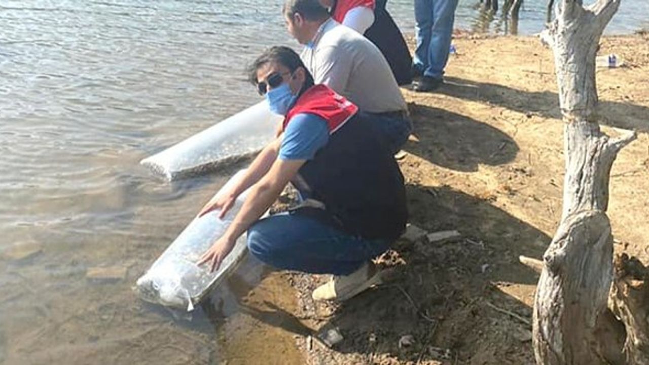 Erdek'te Yapıcı göletine sazan balığı salındı!