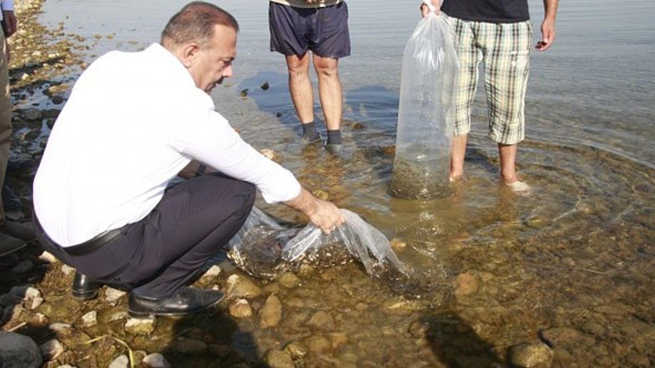 Göl ve göletlere 1 milyon 756 bin adet yavru sazan balığı bırakıldı!