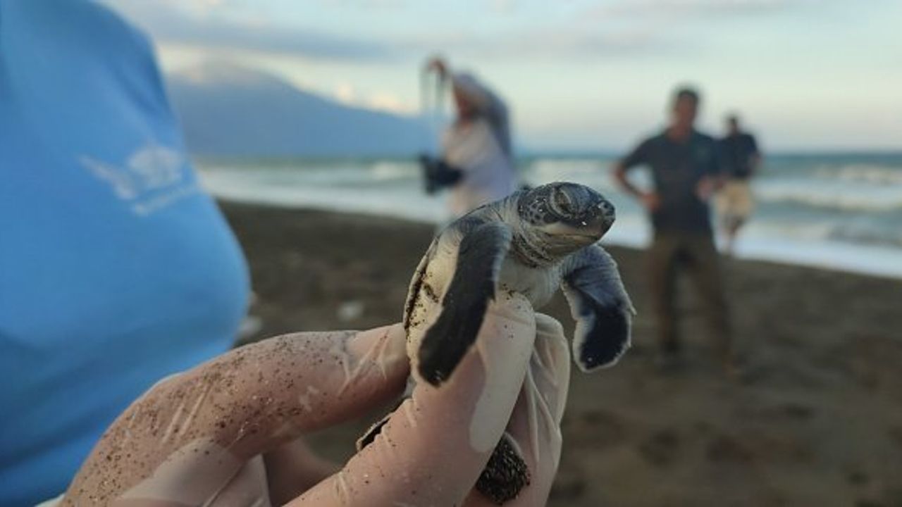 Hatay'da yavru kaplumbağalar denizle buluştu
