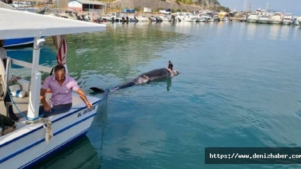 Antalya kıyılarında görüldü! 5 metrelik yalancı katil balina