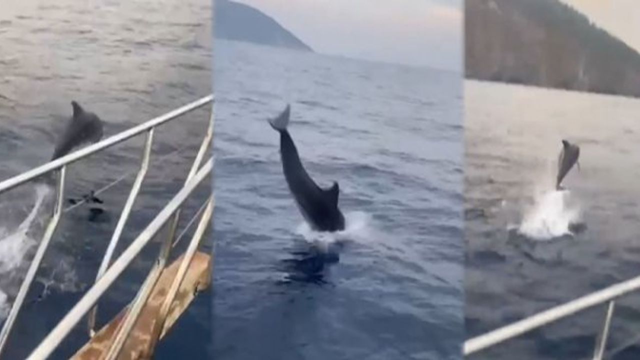 Antalya'da tekneyle dans eden yunus görsel şölen oluşturdu!