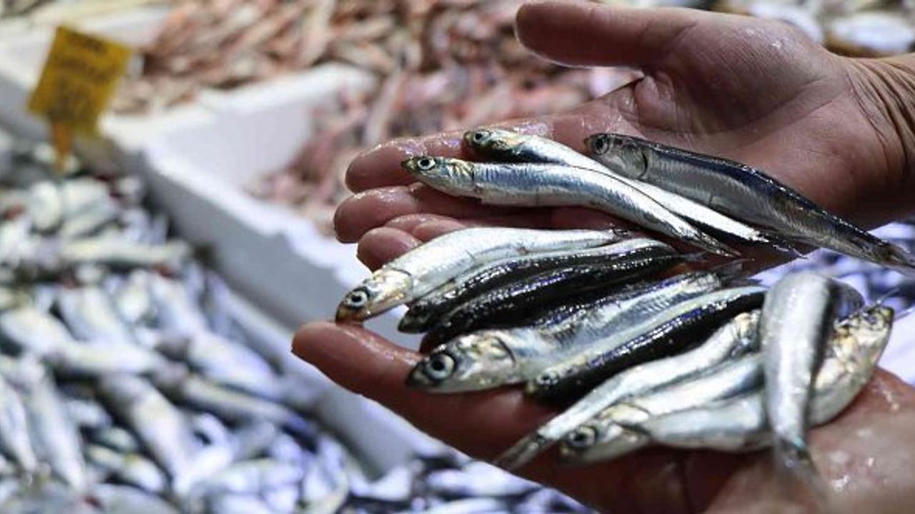 Balıkçılar şaşkın: "Balık ucuz olunca ilgi yok, pahalı olunca var"