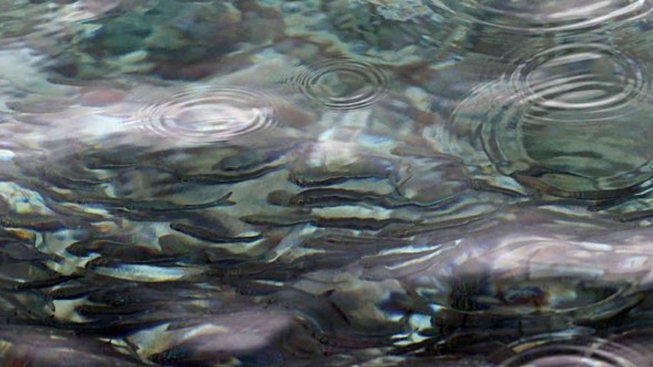 Dünyaca ünlü sahildeki gümüş balığı kümesi merak uyandırdı!