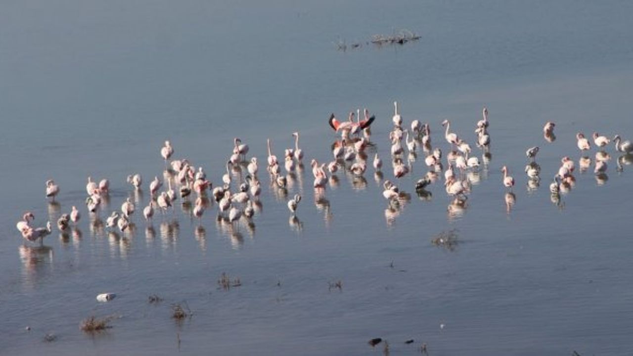 İvriz Baraj Gölü flamingoları ağırlıyor