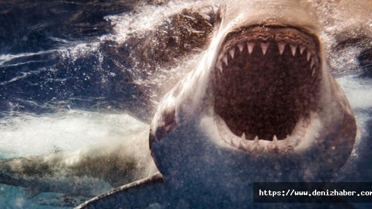 Köpek balığının saldırdığı ABD’li sörfçü hayatını kaybetti