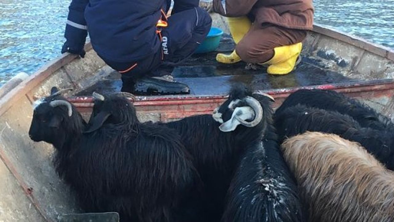 AFAD 8 gündür dağda mahsur kalan 7 keçiyi tekne ile kurtardı!