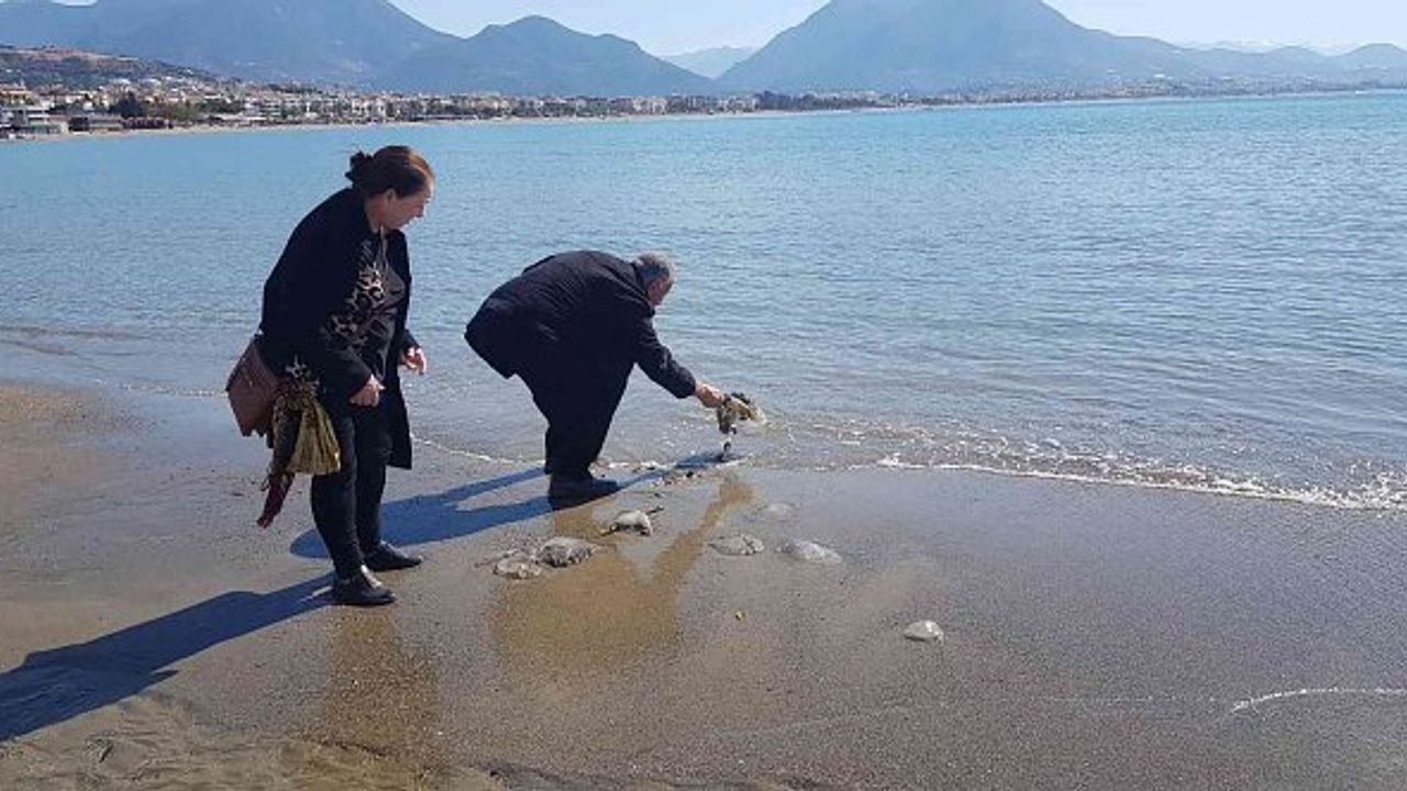 Alanya'da sahile vuran deniz analarını kurtarma mücadelesi