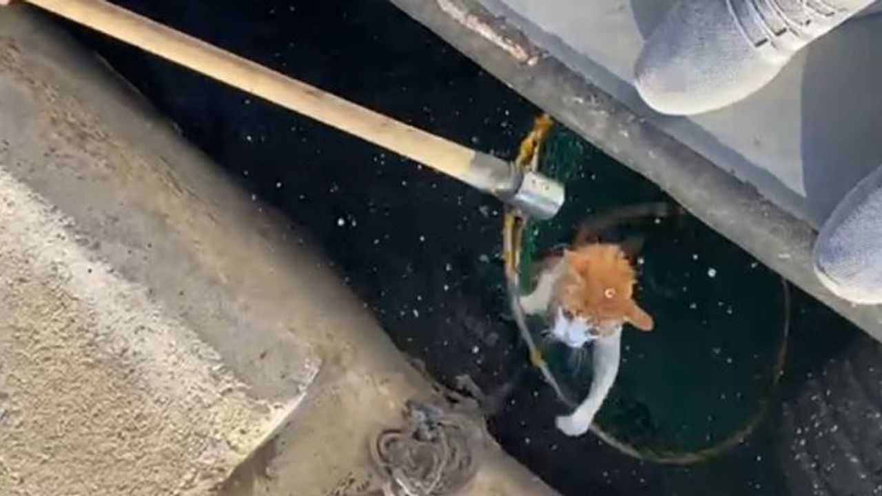 Denize düşen kediyi balıkçılar kurtardı
