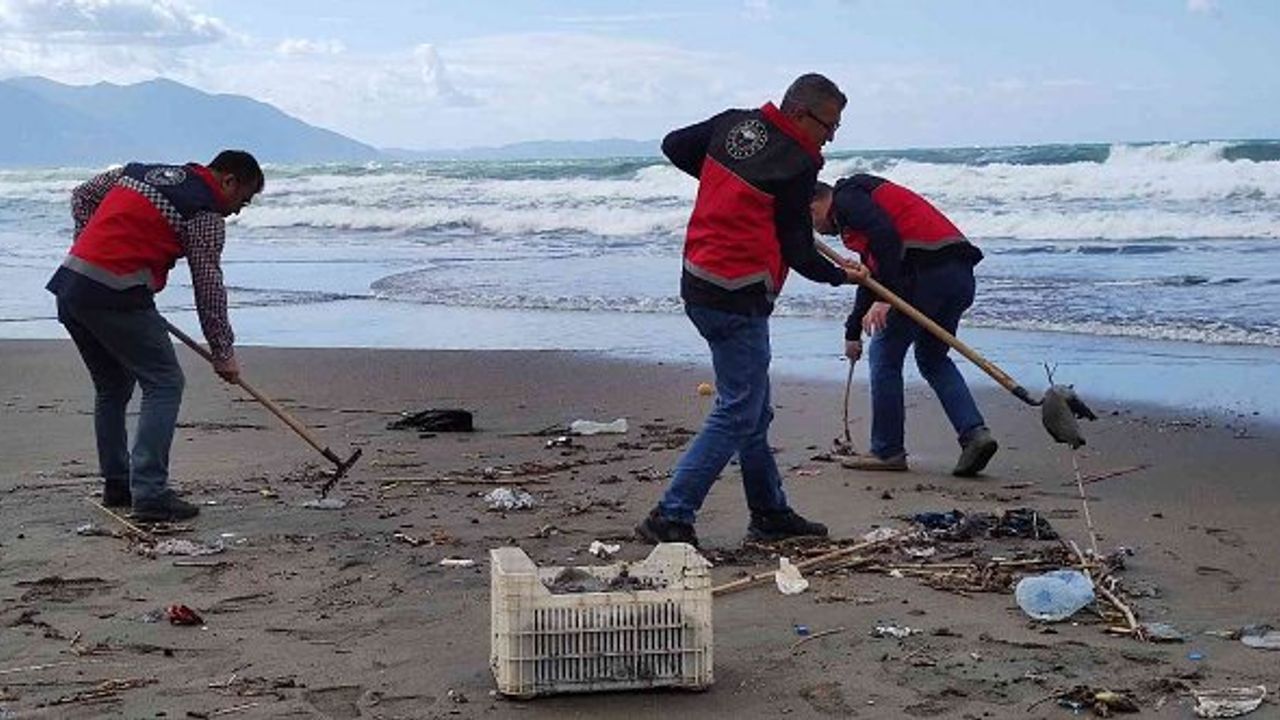 Hatay'da sahile vuran ölü denizanaları incelemeye alındı