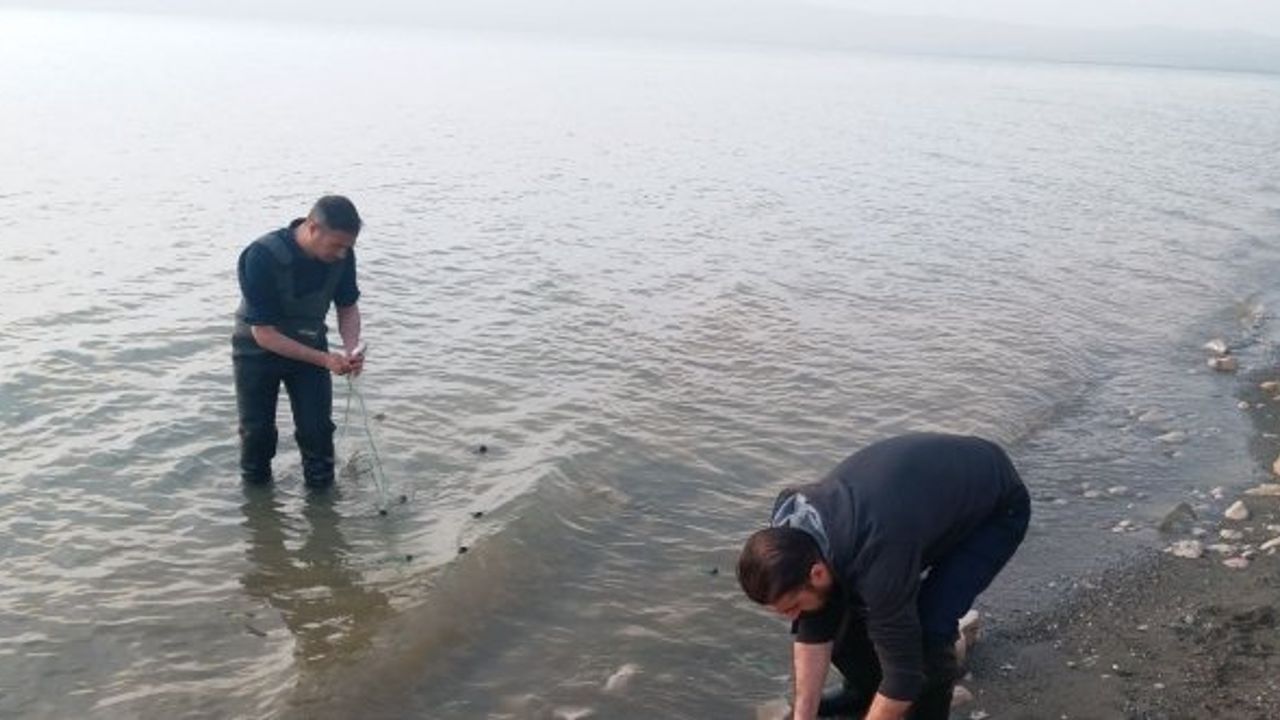 Erçek Gölü’ndeki inci kefali balıkları da korunuyor