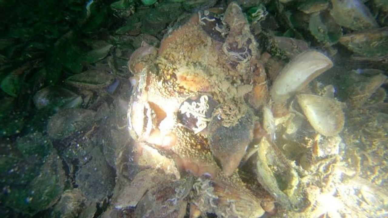 Yalova'da deniz polisi ender rastlanan ahtapot türünü görüntüledi