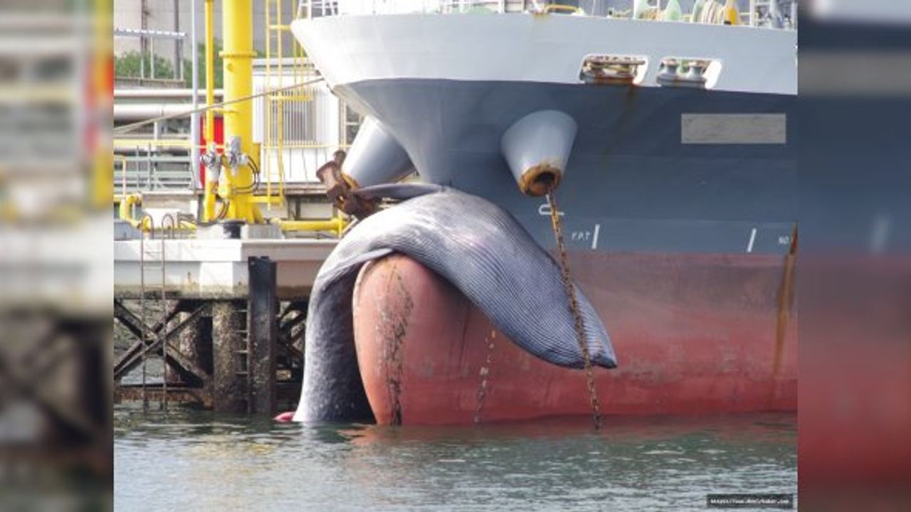Balinaları kurtarmak için yeni gemi hız limitleri belirlendi
