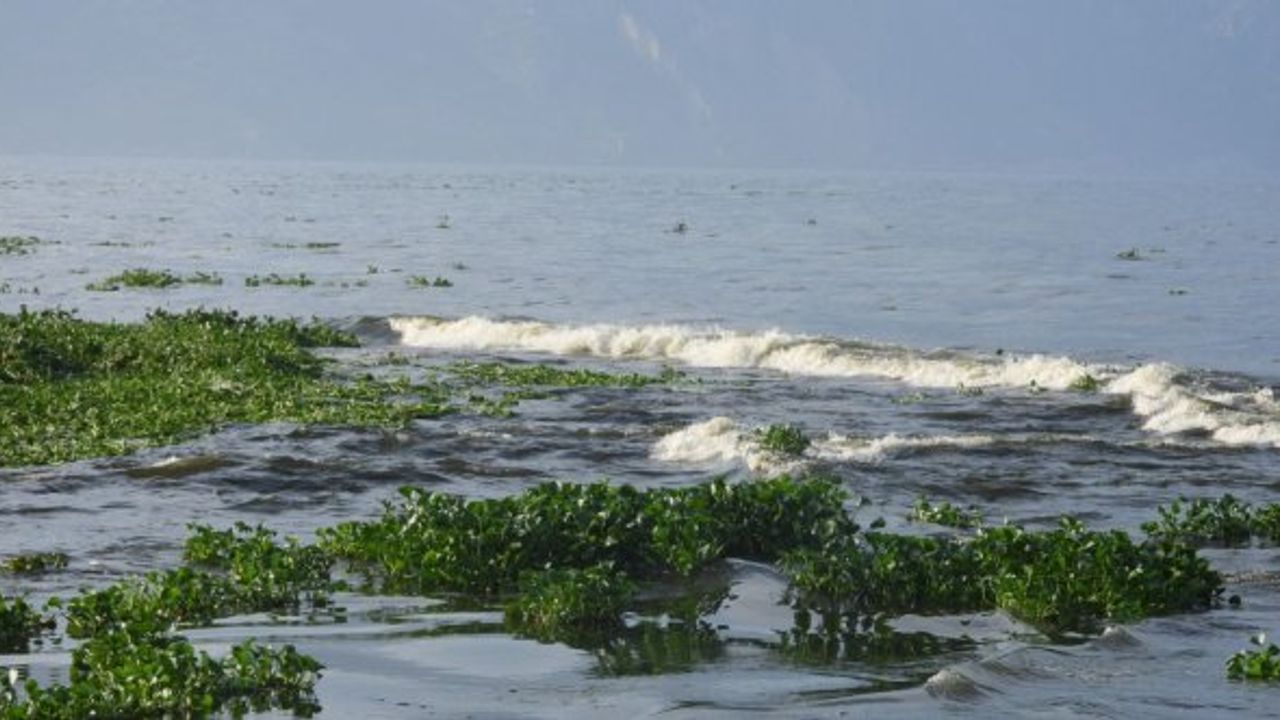 Hatay’da su sümbülleri ve ölü balıklar Samandağ sahiline yayıldı