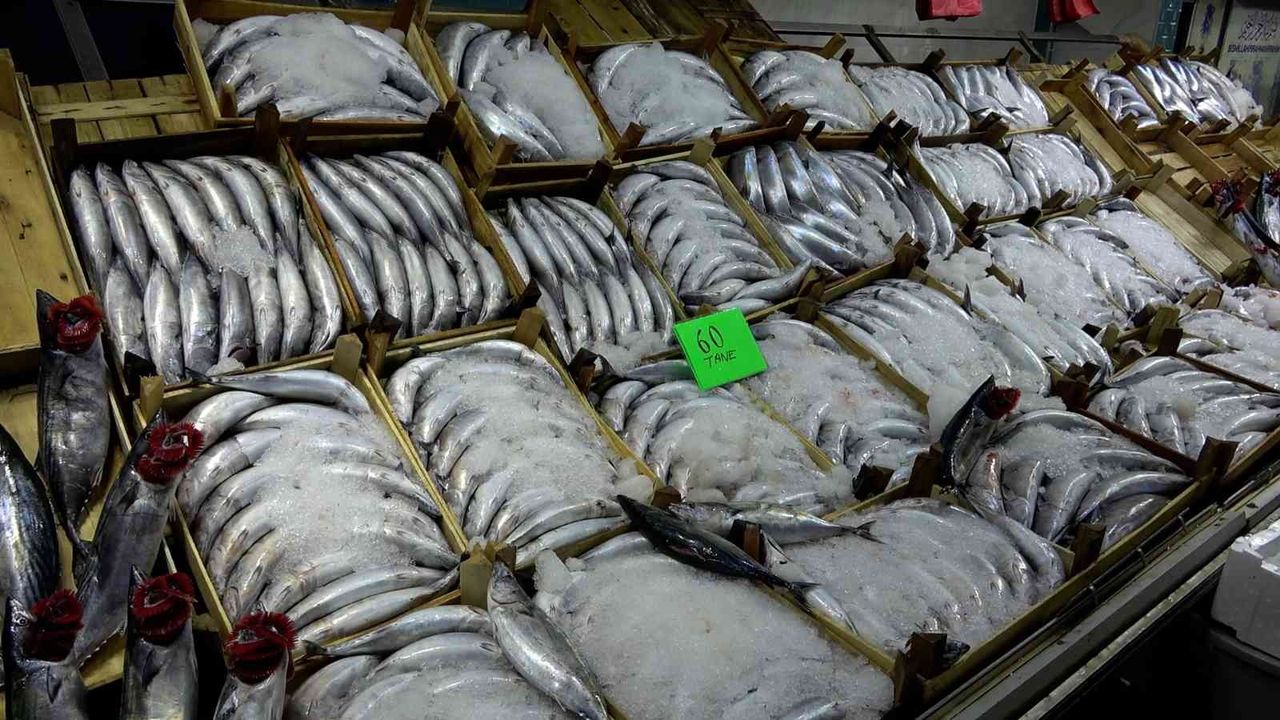 Karadeniz’de palamut bol diğer balıklar kayıp