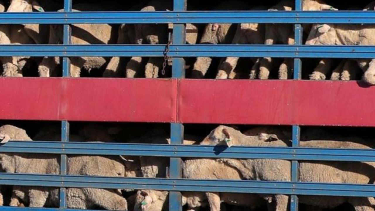 Yeni Zelanda gemiyle canlı hayvan ihracatını yasaklıyor