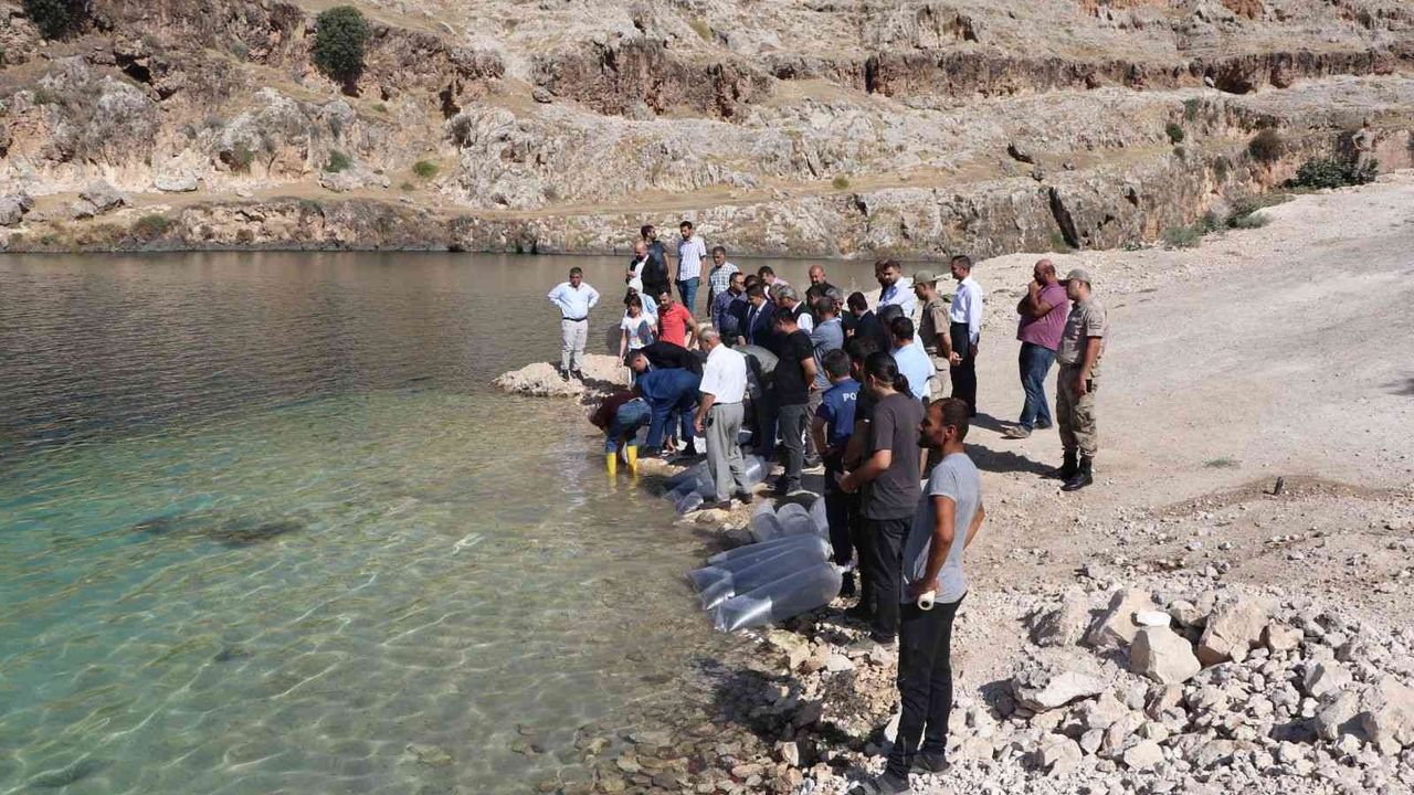 Bir milyon yavru balık Halfeti Barajı’na bırakıldı