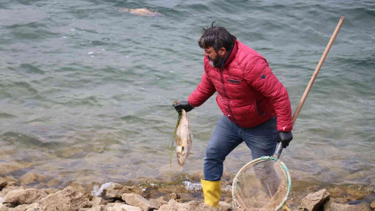 Bolu’da balık ölümlerine ilişkin adli soruşturma başlatıldı