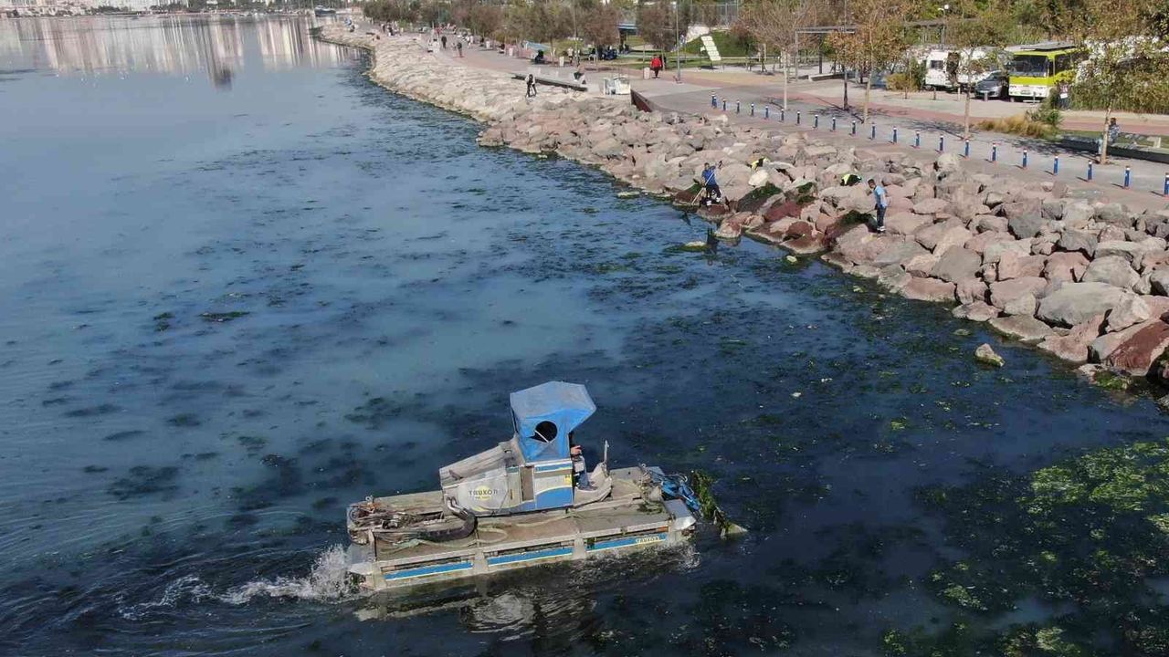 Kirlilik göstergesi marul yeniden İzmir Körfezi’nde
