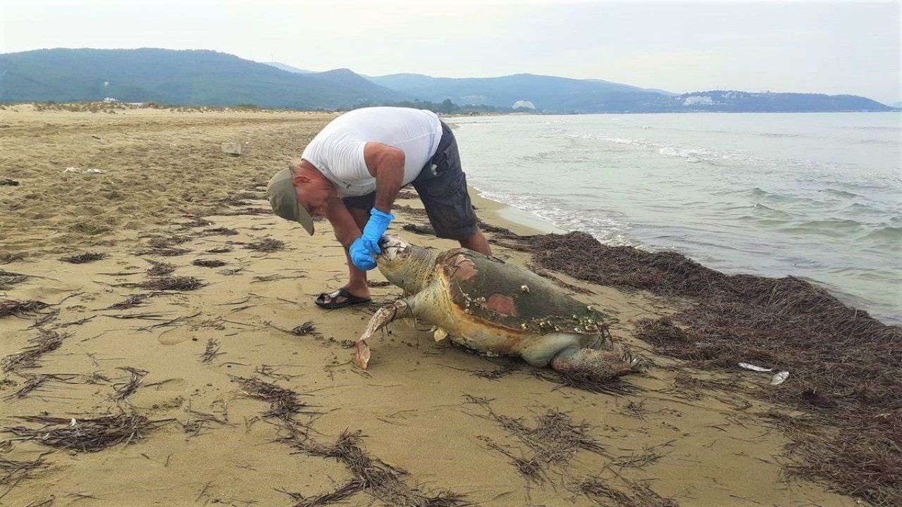 Hedef dışı av olan deniz kaplumbağası karaya vurdu