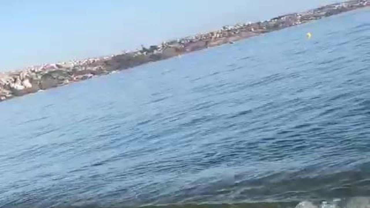 Marmara Denizi’nde caretta caretta kıyıya vurdu