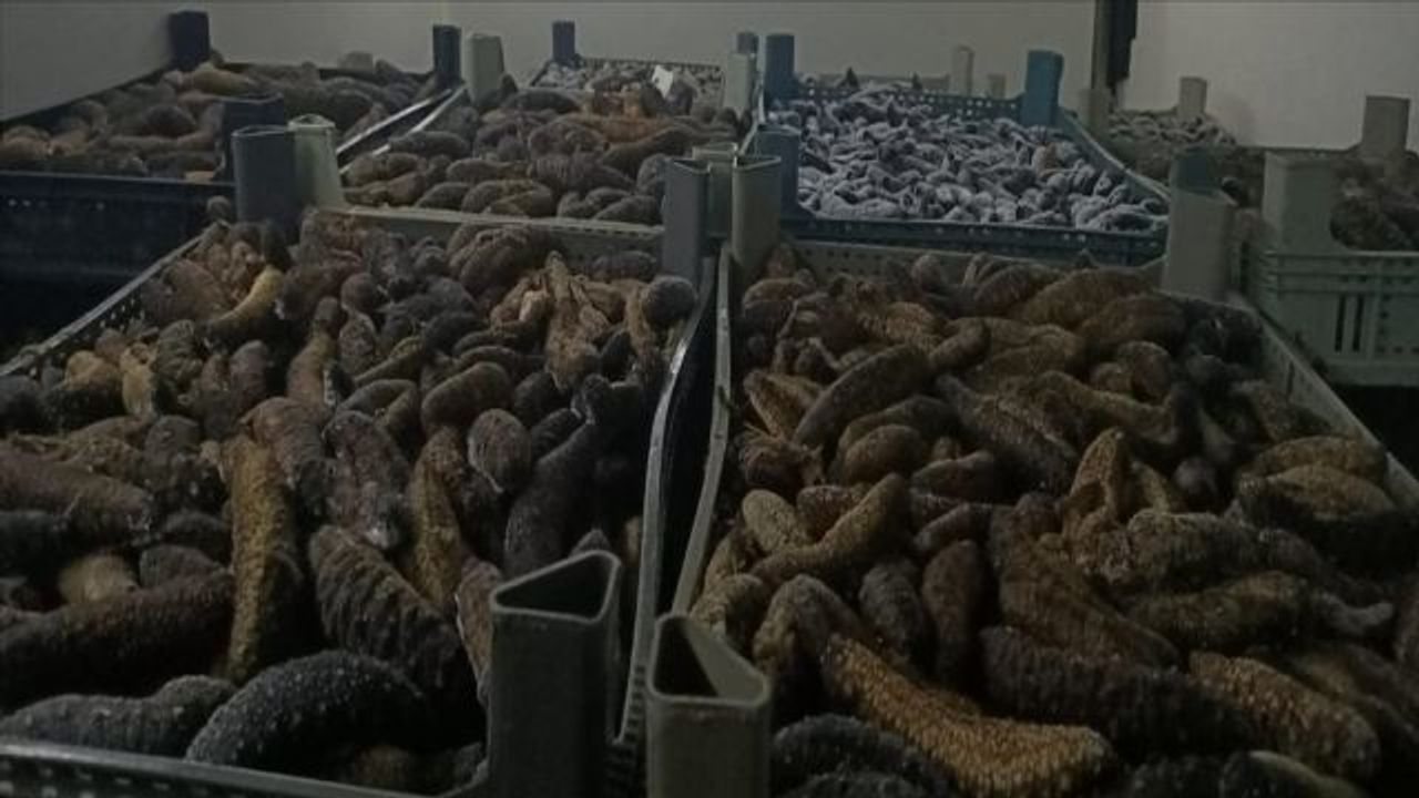 Çanakkale'de 5 ton deniz patlıcanı ele geçirildi