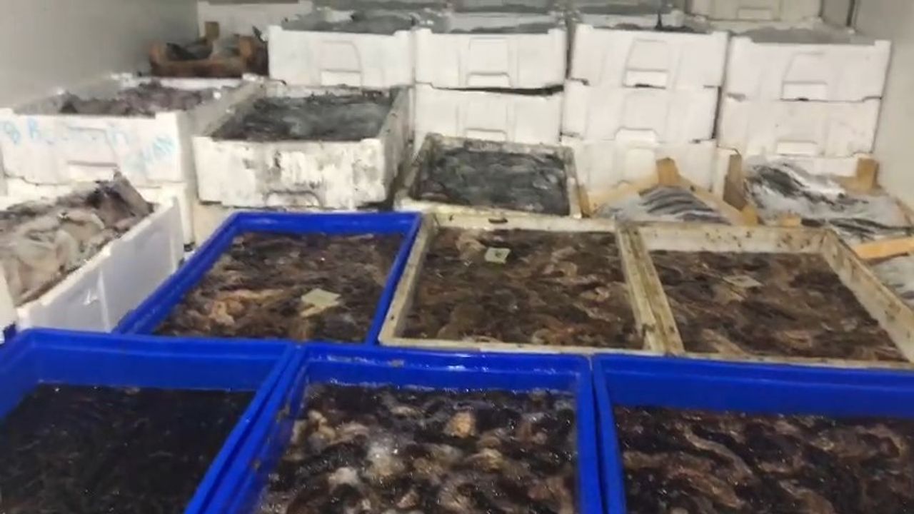 Çanakkale’de bir ton deniz patlıcanı ele geçirildi