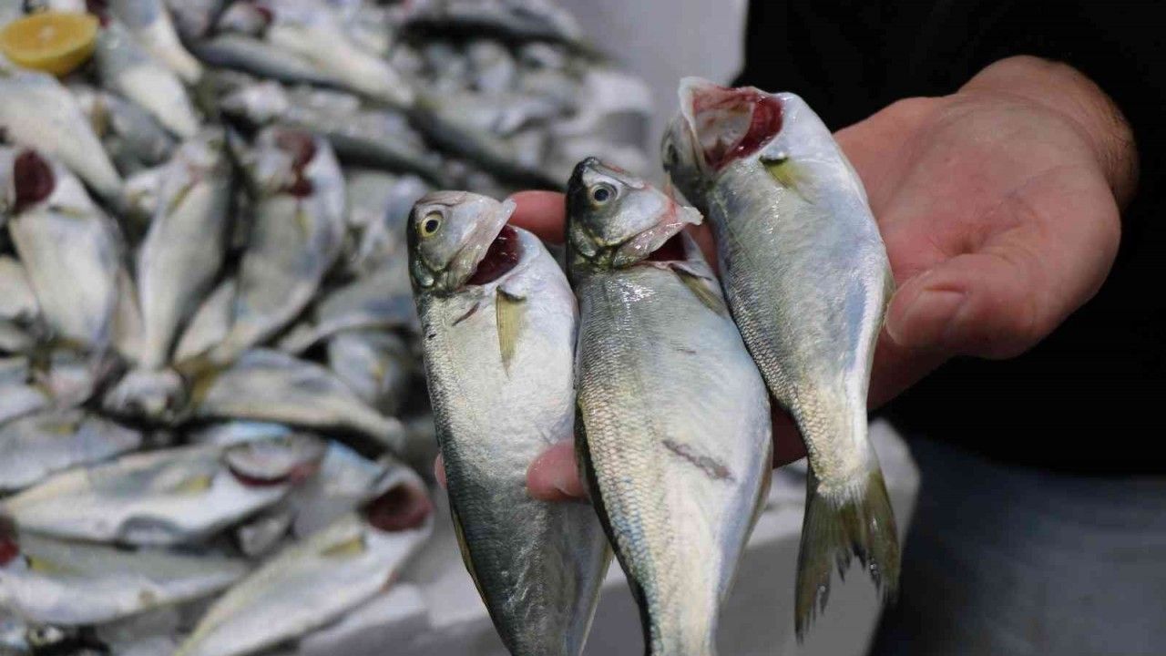 En lezzetli balık çinekop bollaştı ve fiyatı düştü