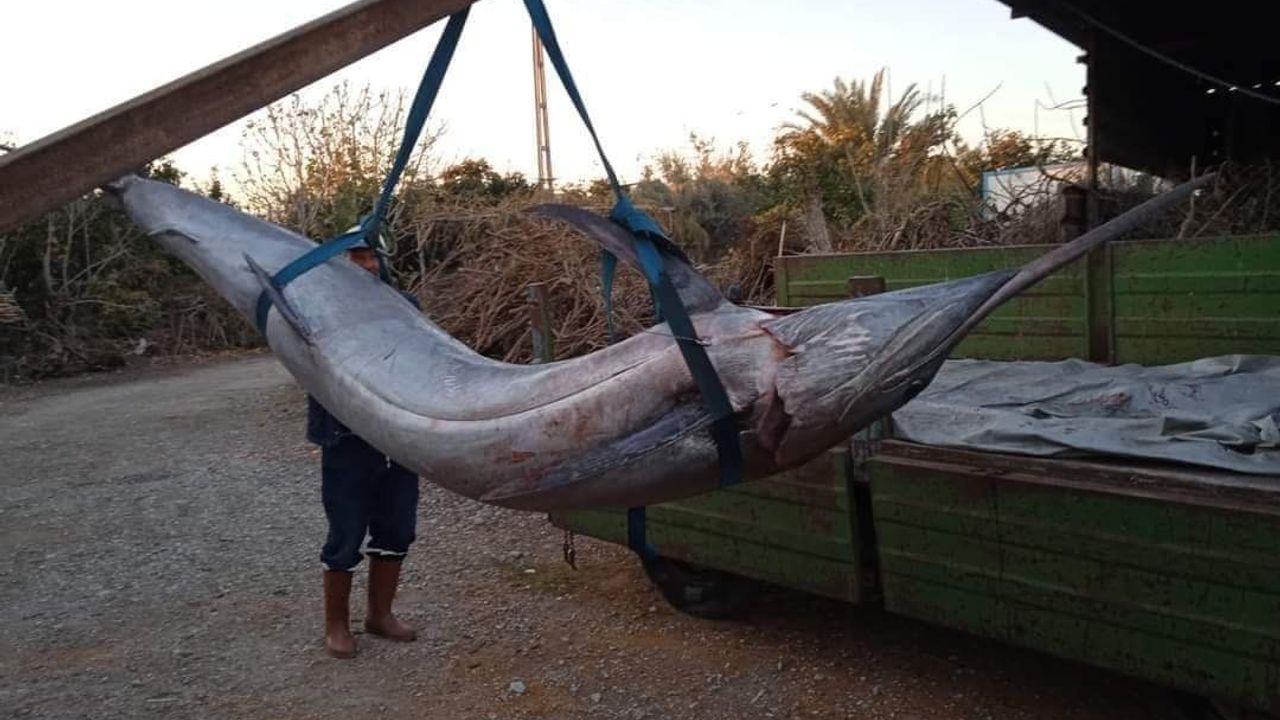 Balıkçı ağlarına “Blue Marlin” balığı takıldı