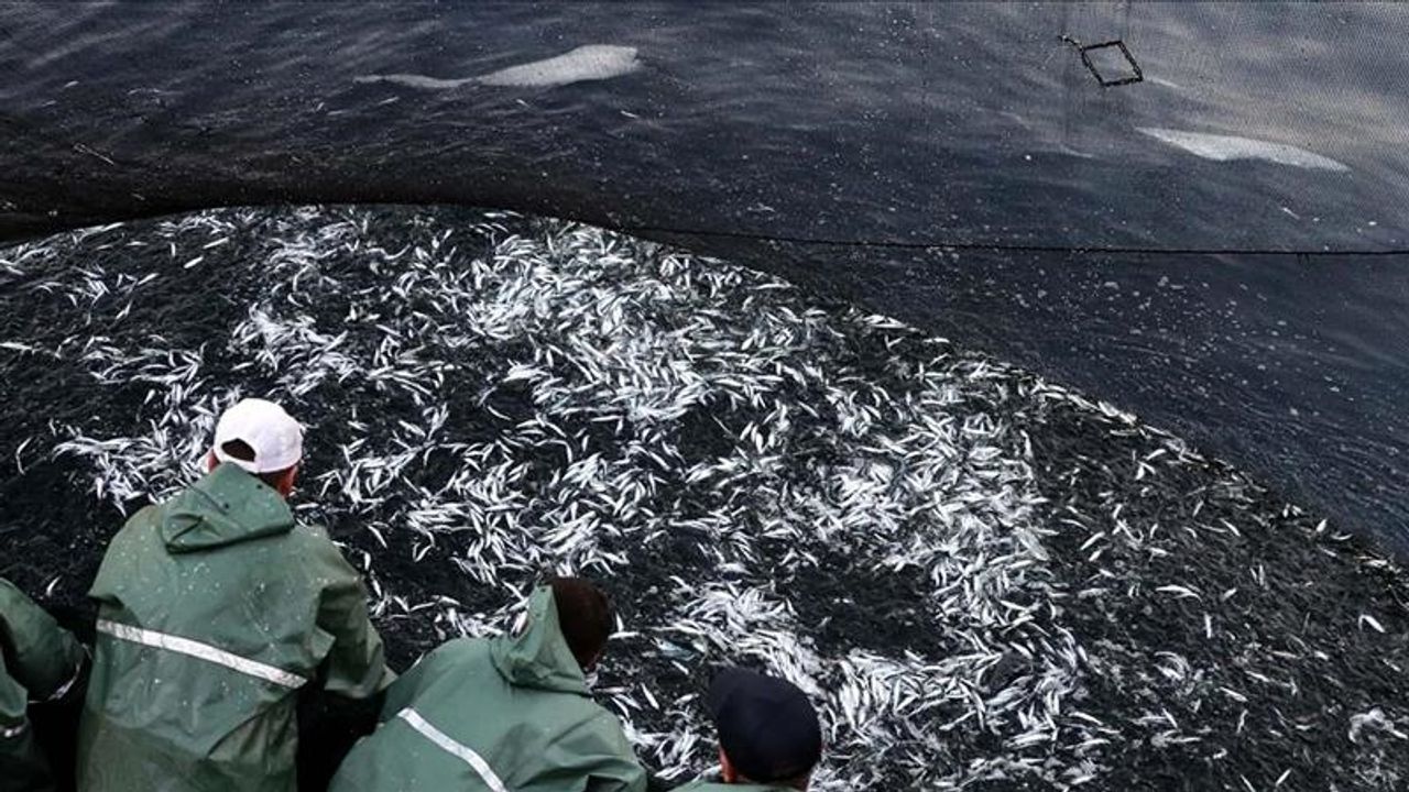 Akdeniz ve Karadeniz'de aşırı avlanma azalsa da balıkçılık kaynakları hala baskı altında