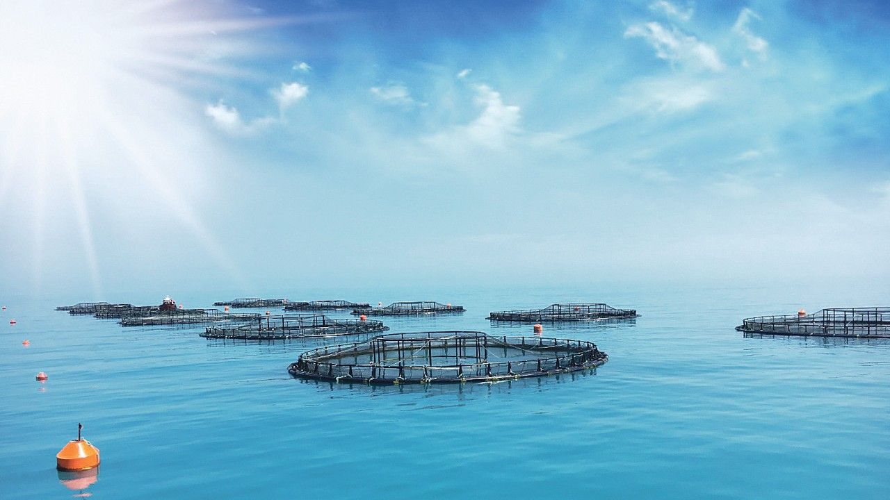 Balıkçılık ve Su ürünlerinde ihracat hedefi 2 milyar dolar
