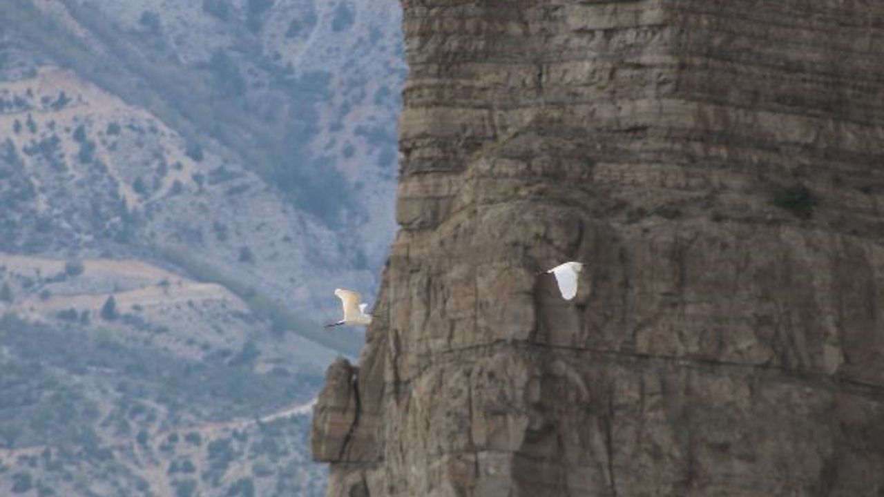 Erzurum’da büyük ak balıkçıl dron ile görüntülendi