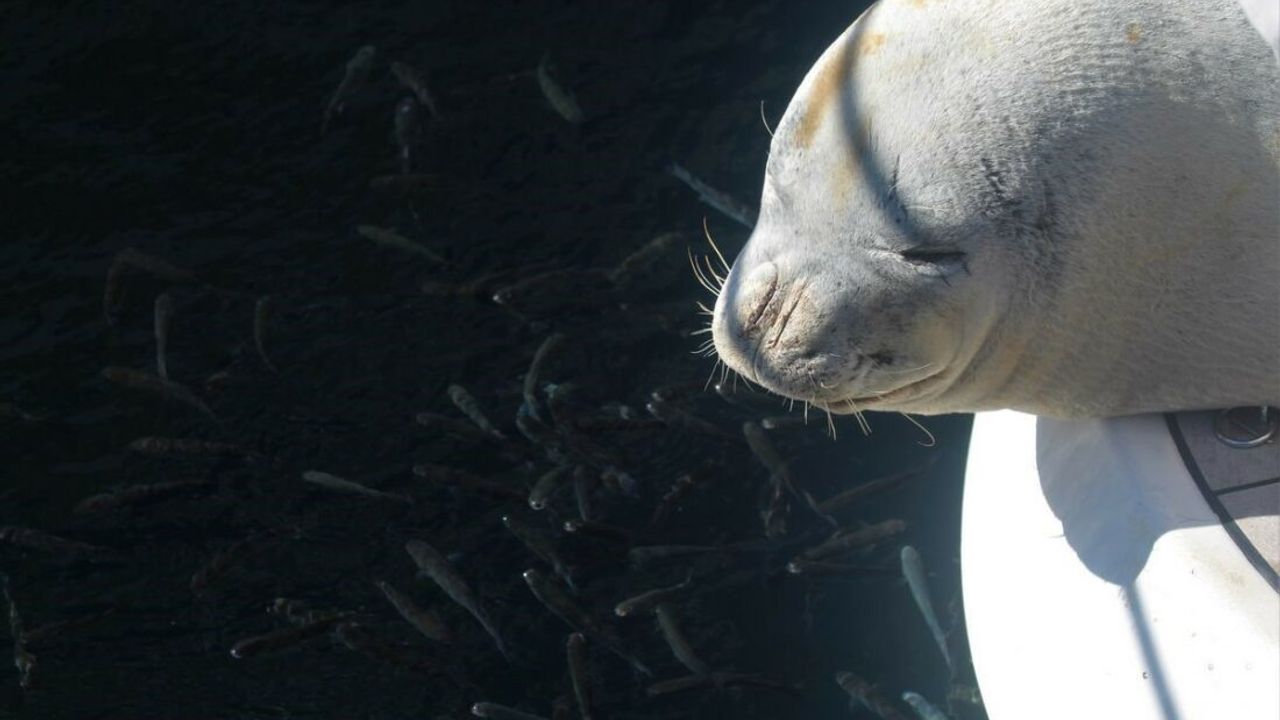Nesli tükenme tehlikesi altında olan ’Akdeniz Foku’ tekneye sığındı