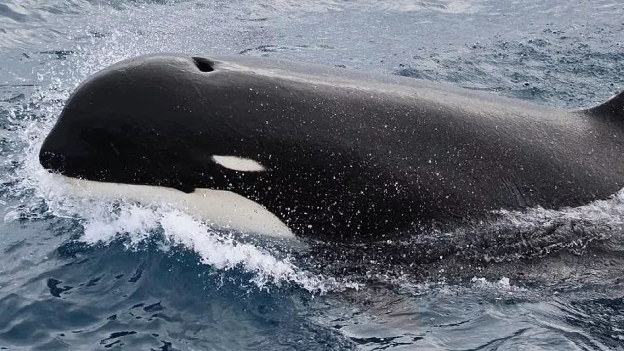 Japonya’da balıkçı teknesi balina ile çarpıştı: 6 yaralı