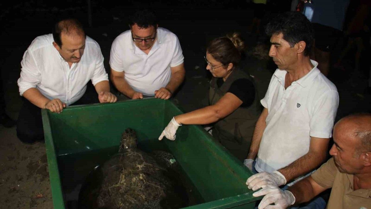 60 yaşındaki deniz kaplumbağaları tedavi sonrası tekrar denizle buluştu