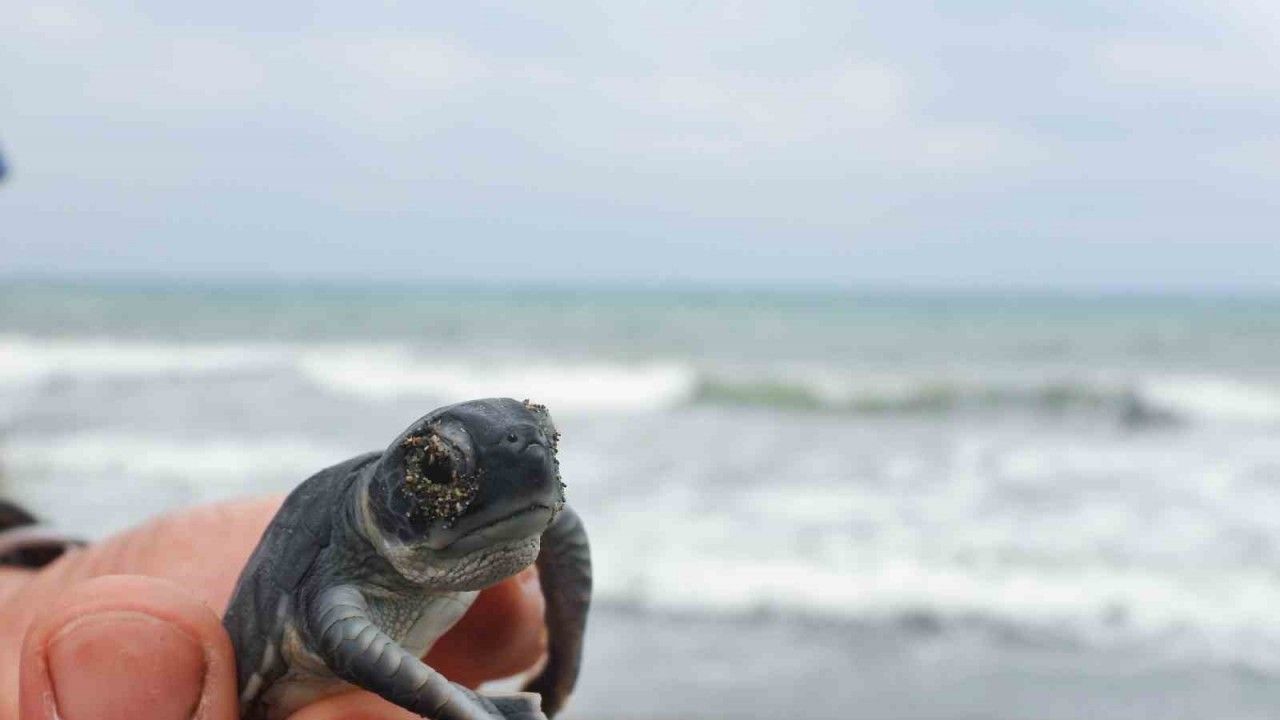 Hatay’da yavru kaplumbağalar denizle buluştu