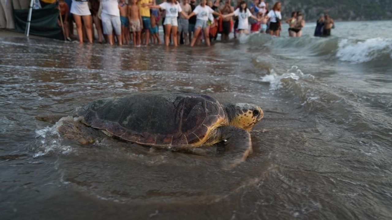 Tedavi edilen 8 kaplumbağa, Cumhuriyetin 100. yıllında denize bırakıldı