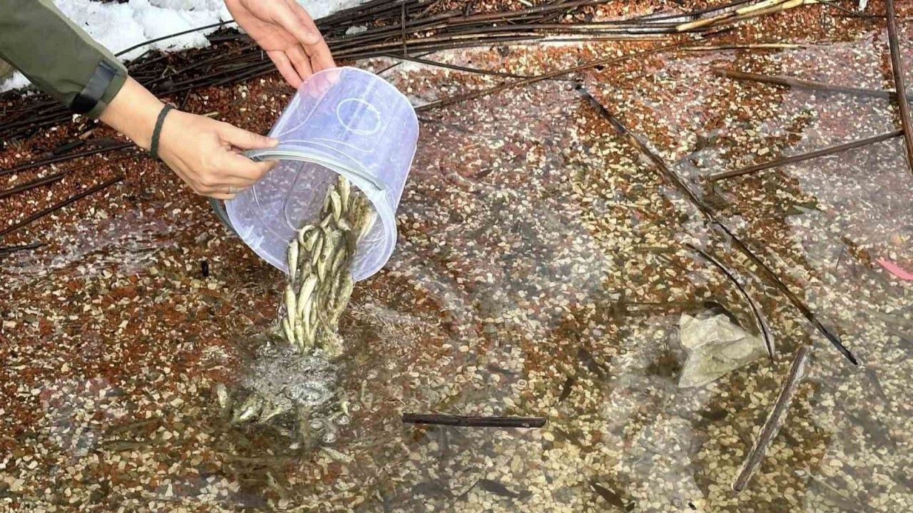 Abant Gölü Milli Parkı’na 3 bin 500 yavru balık bırakıldı