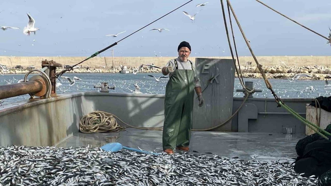 Balıkçının yüzü güldü: İstavrit bolluğu yaşandı