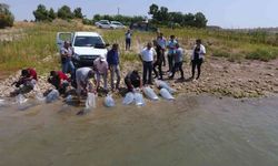Atatürk Baraj Göleti’ne 4 milyon balık bırakıldı