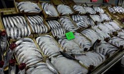 Karadeniz’de palamut bol diğer balıklar kayıp