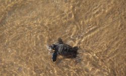 67 yavru deniz kaplumbağası, özgürlüğe kulaç attı