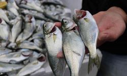 En lezzetli balık çinekop bollaştı ve fiyatı düştü
