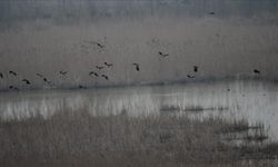 Efteni Gölü Kuş Cenneti'nde 19 türden 1787 kuş listelendi
