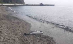 Sinop’ta ölü yunus kıyıya vurdu